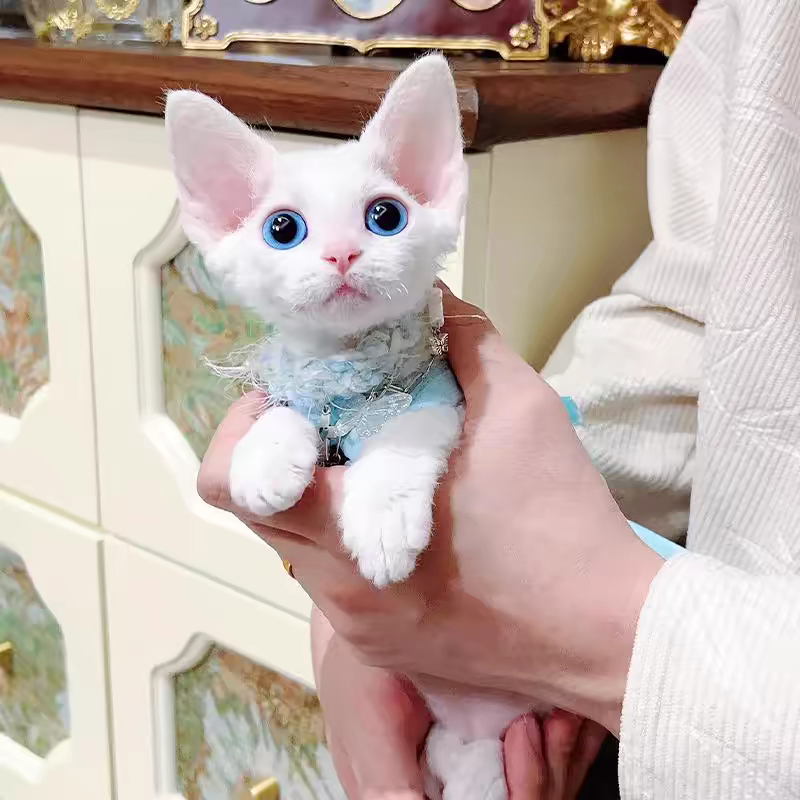 猫舍直销批发价格出售德文卷毛猫